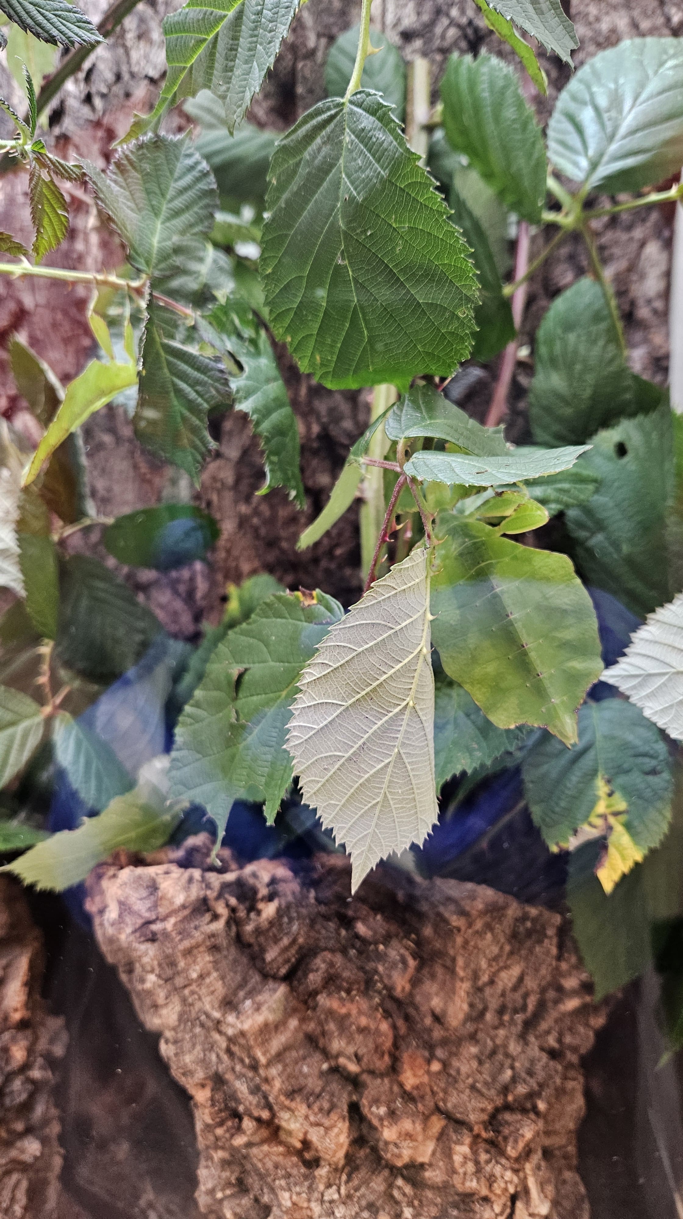 Leaf insect mimicking a pale leaf.